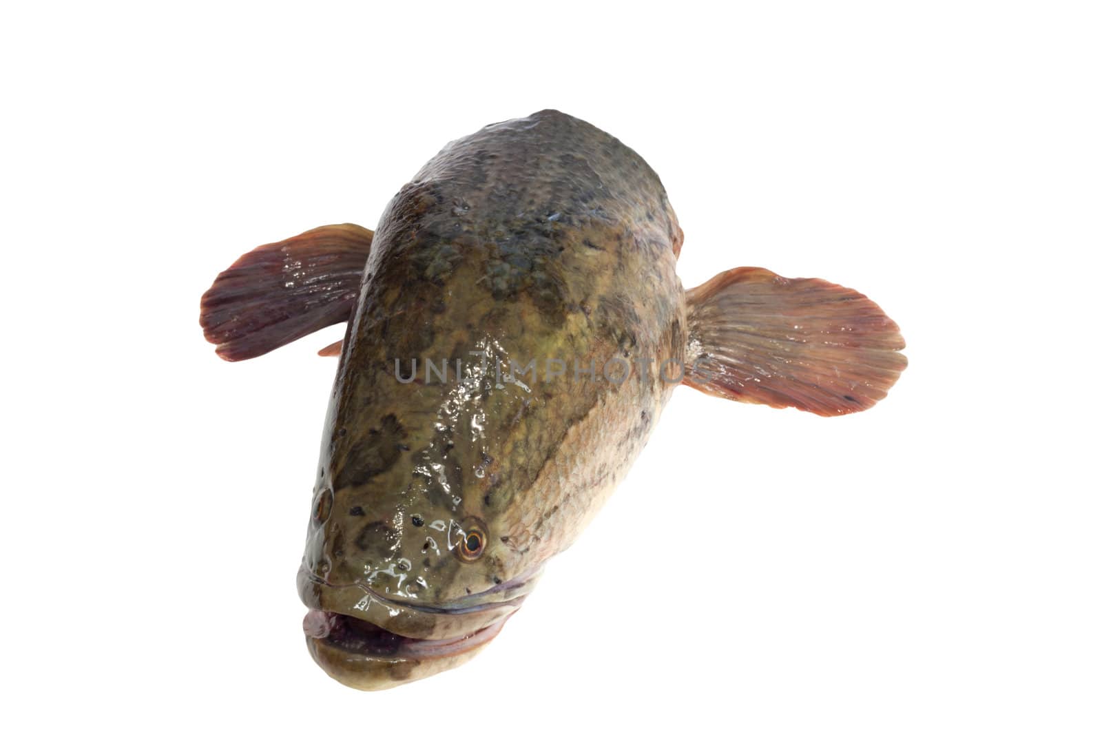 snakehead is a ferocious fish isolated on white 