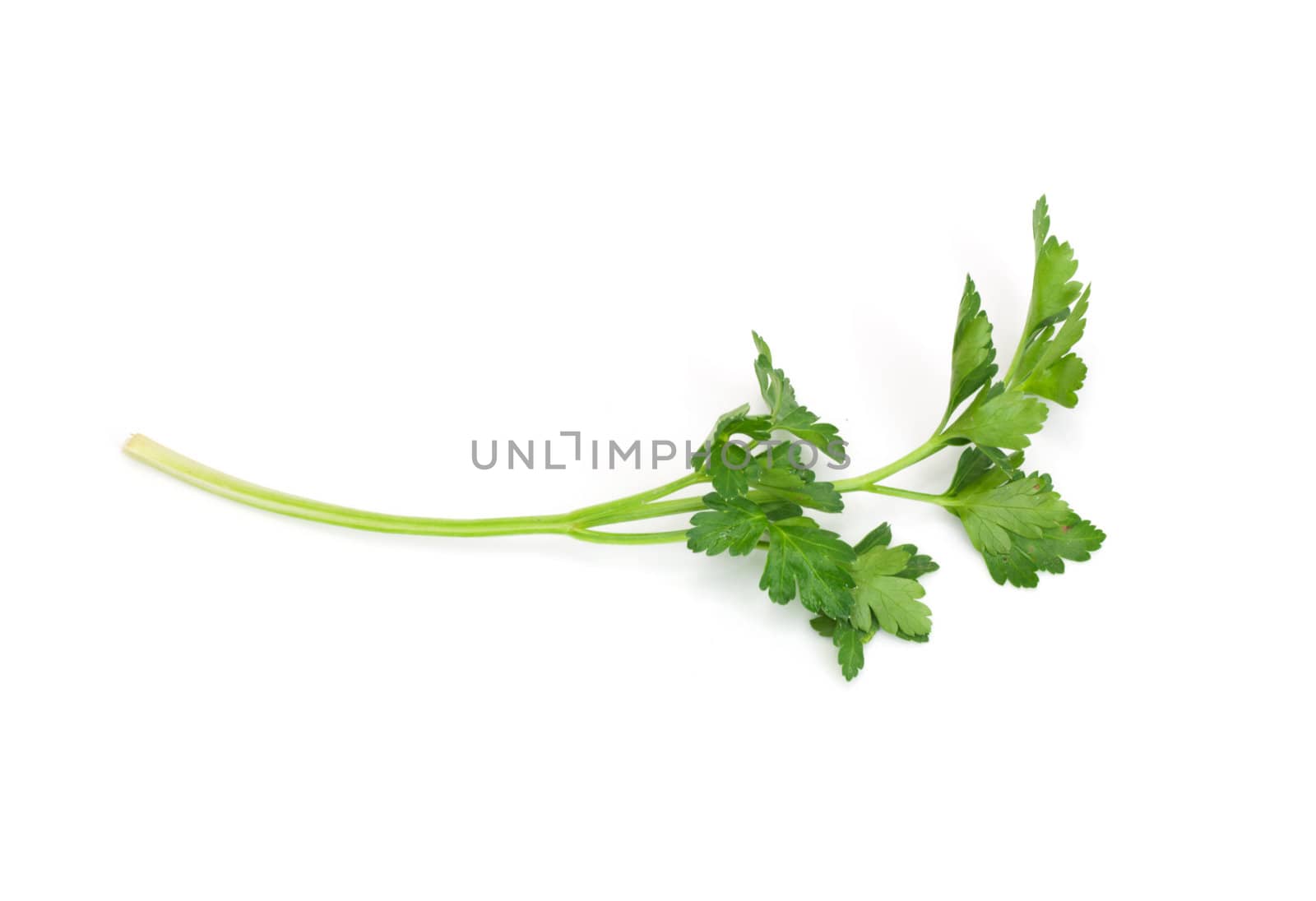 green parsley isolated on white background 
