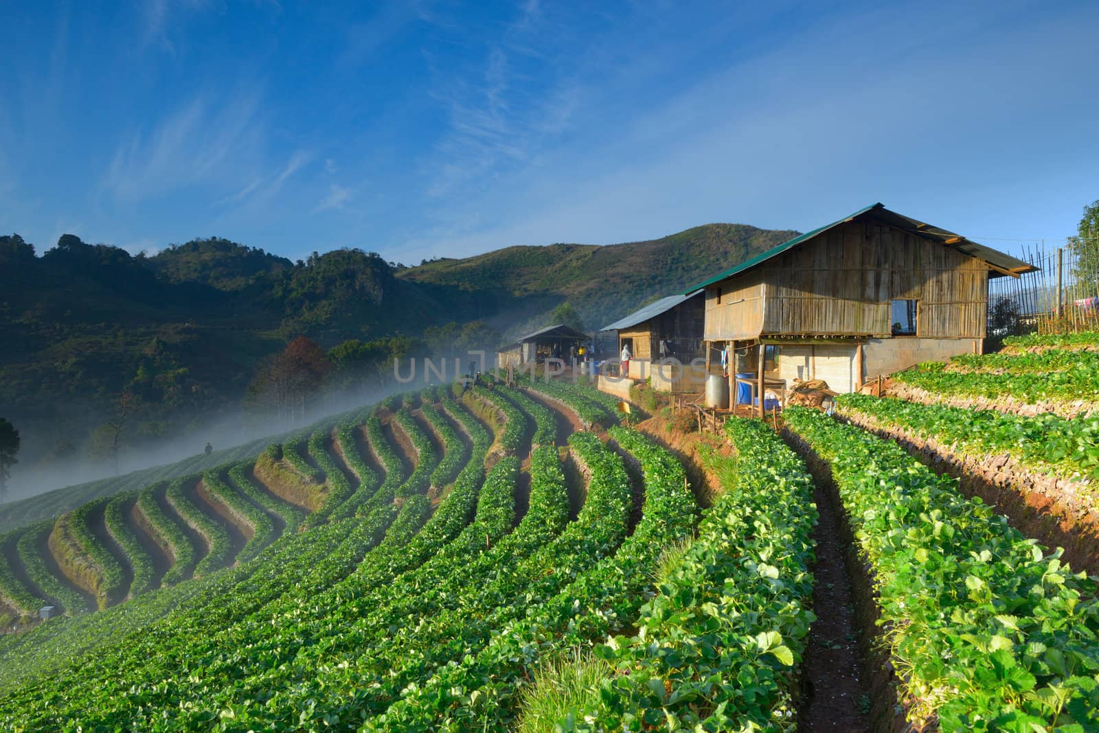 beautiful strawberry farm and thai farmer house on hill in the morning at Doi Angkhang ,Chiangmai Thailand