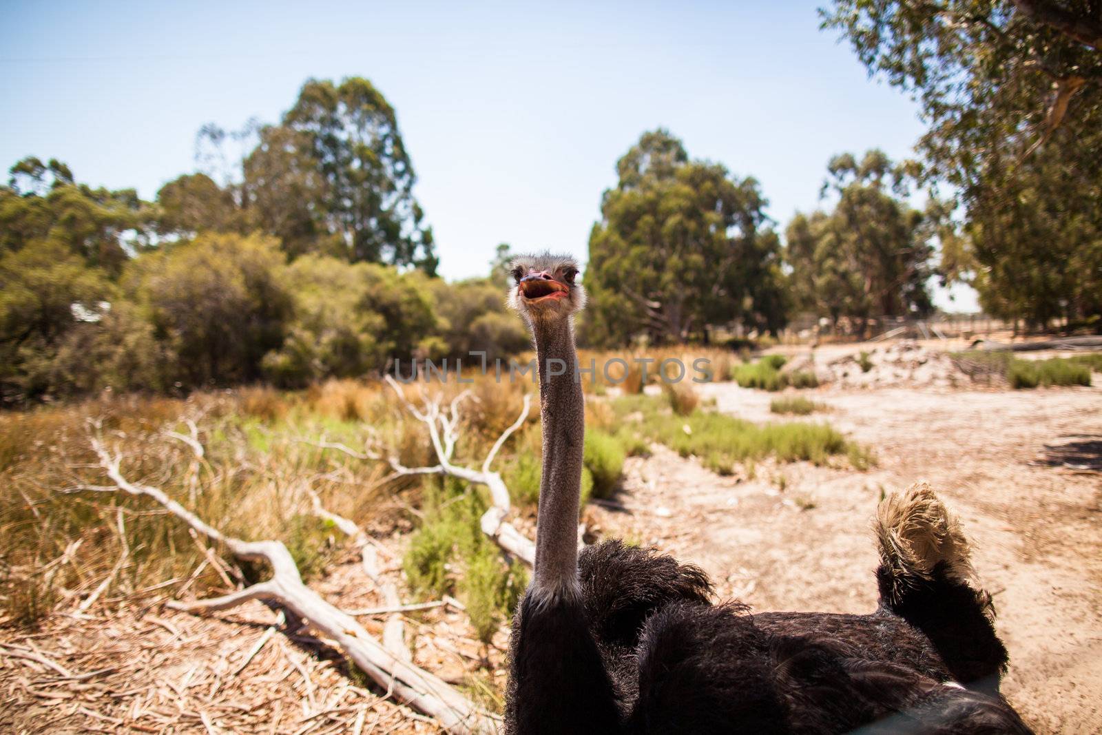 Wild ostrich stares into the camera with its curious gesture.