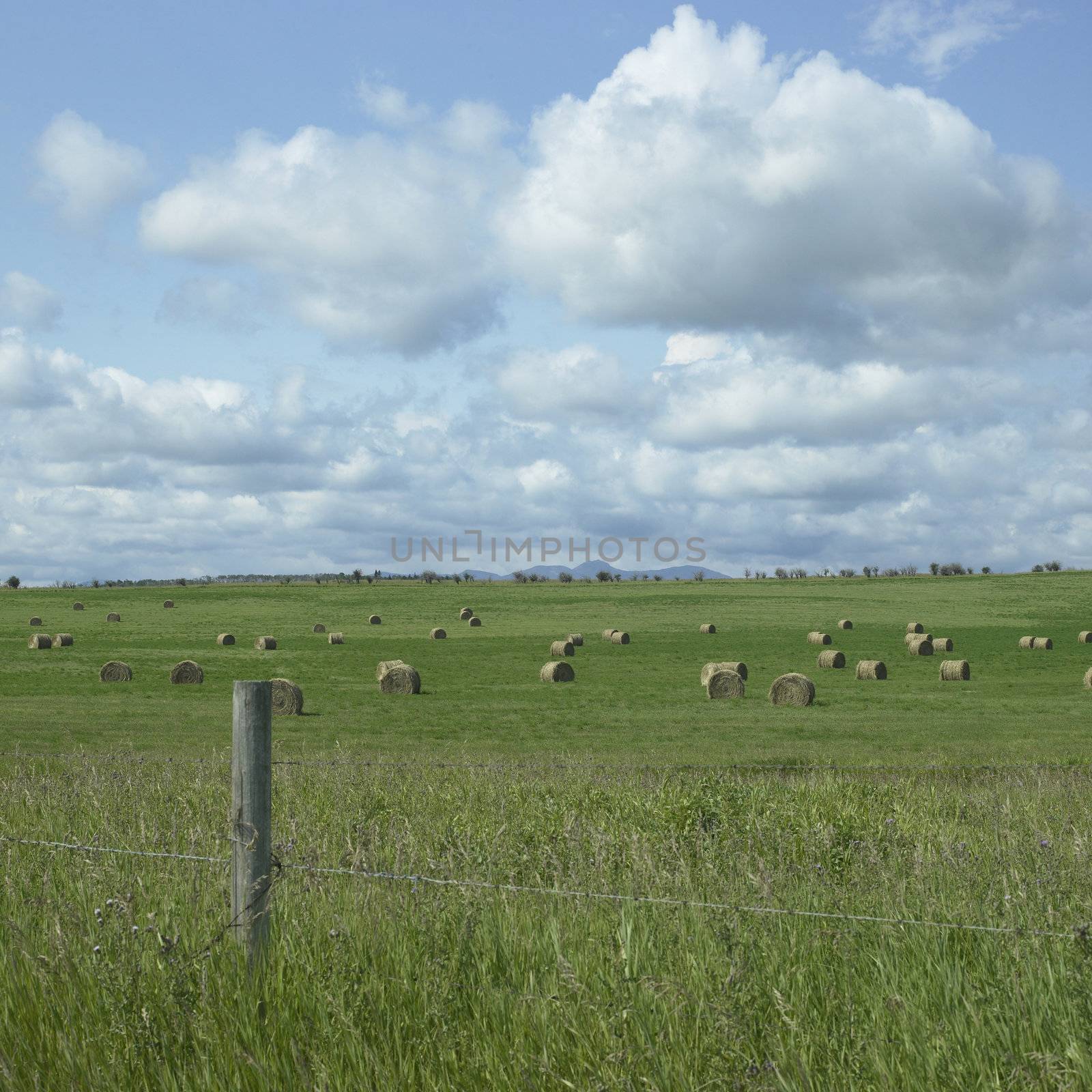 Bales of hay in a field