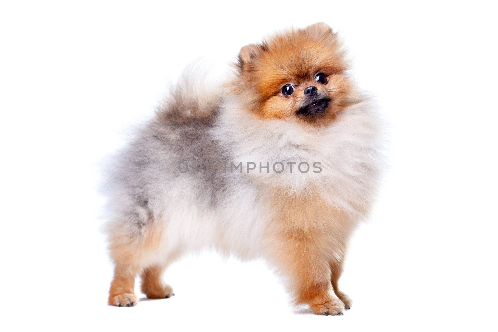 Zverg Spitz, Pomeranian puppy, eight months old