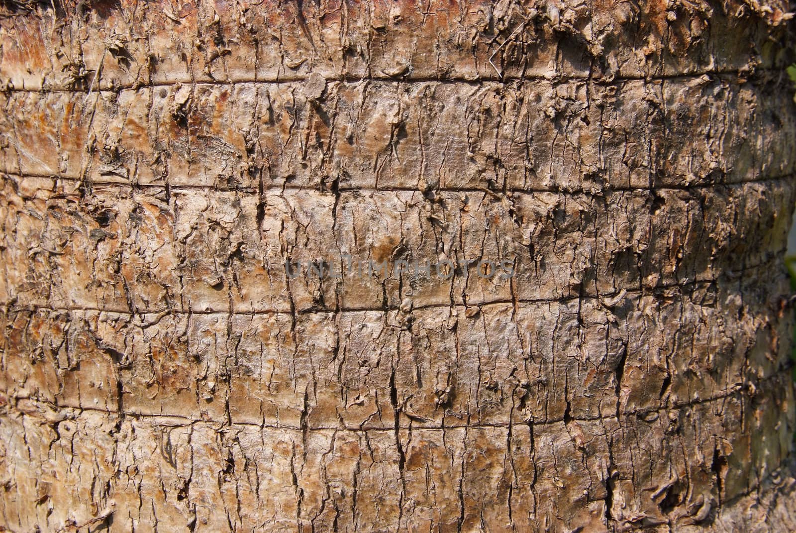 Close up of the bark of banana fan (texture background)