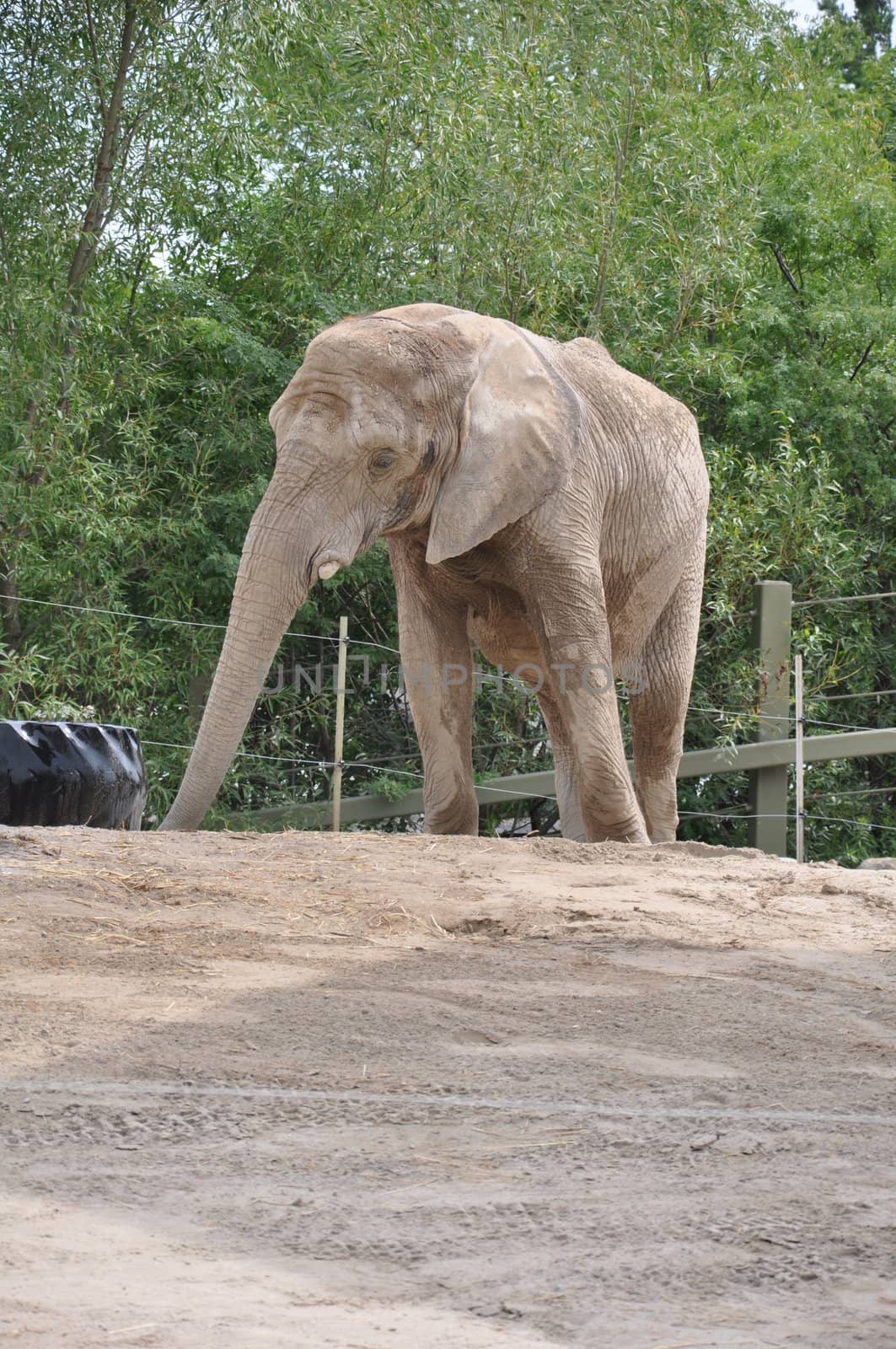 African Bush Elephant