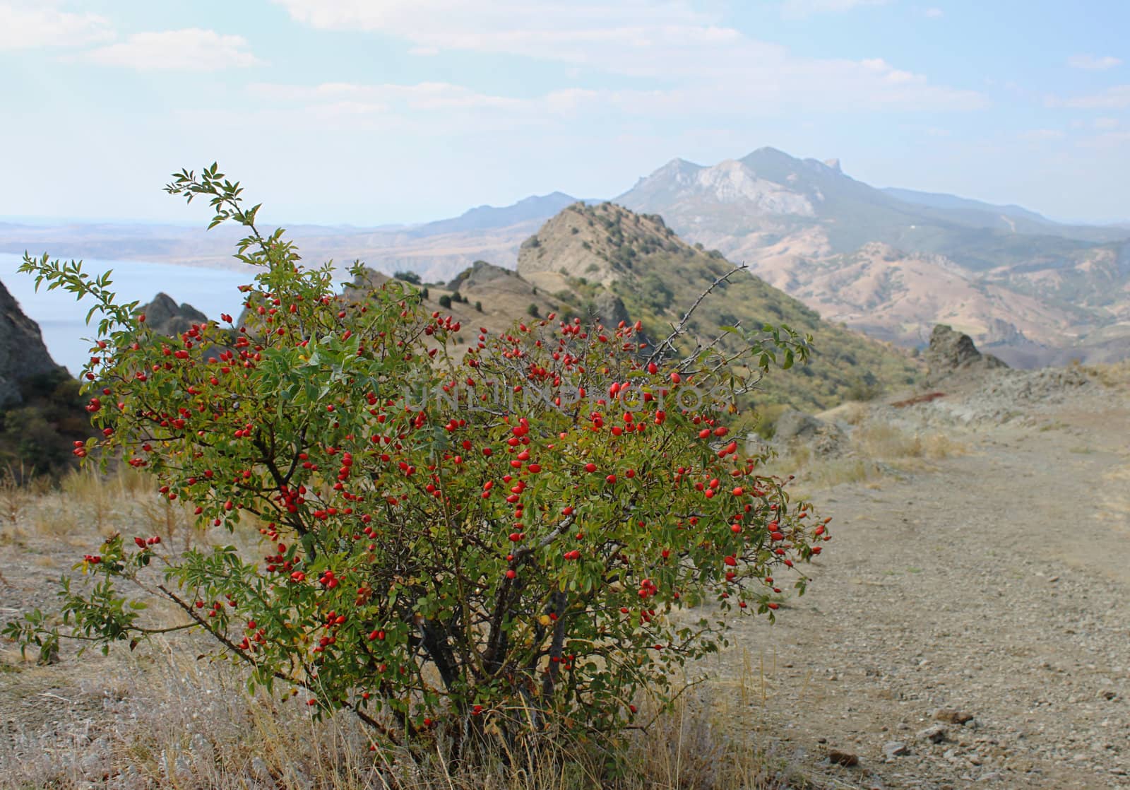 dog rose in Crimean mountains