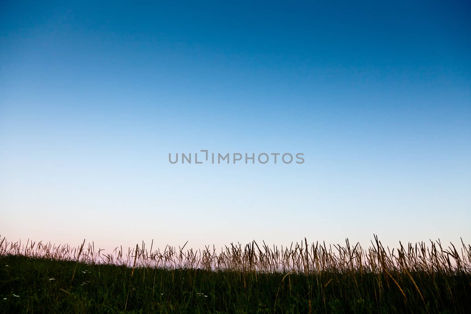 Long grass in silhouette with room for text