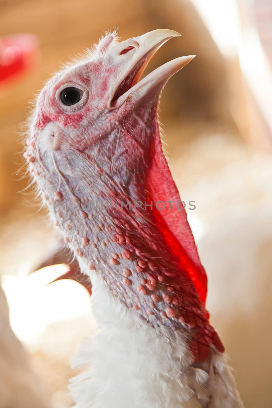 Close-up of a turkey