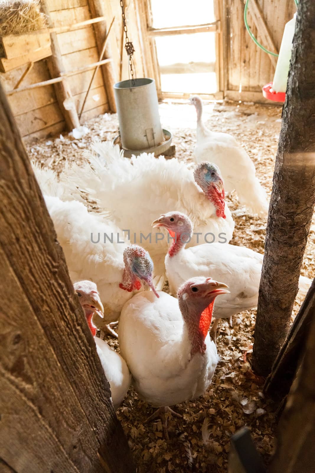 Close-up of turkeys on the farm