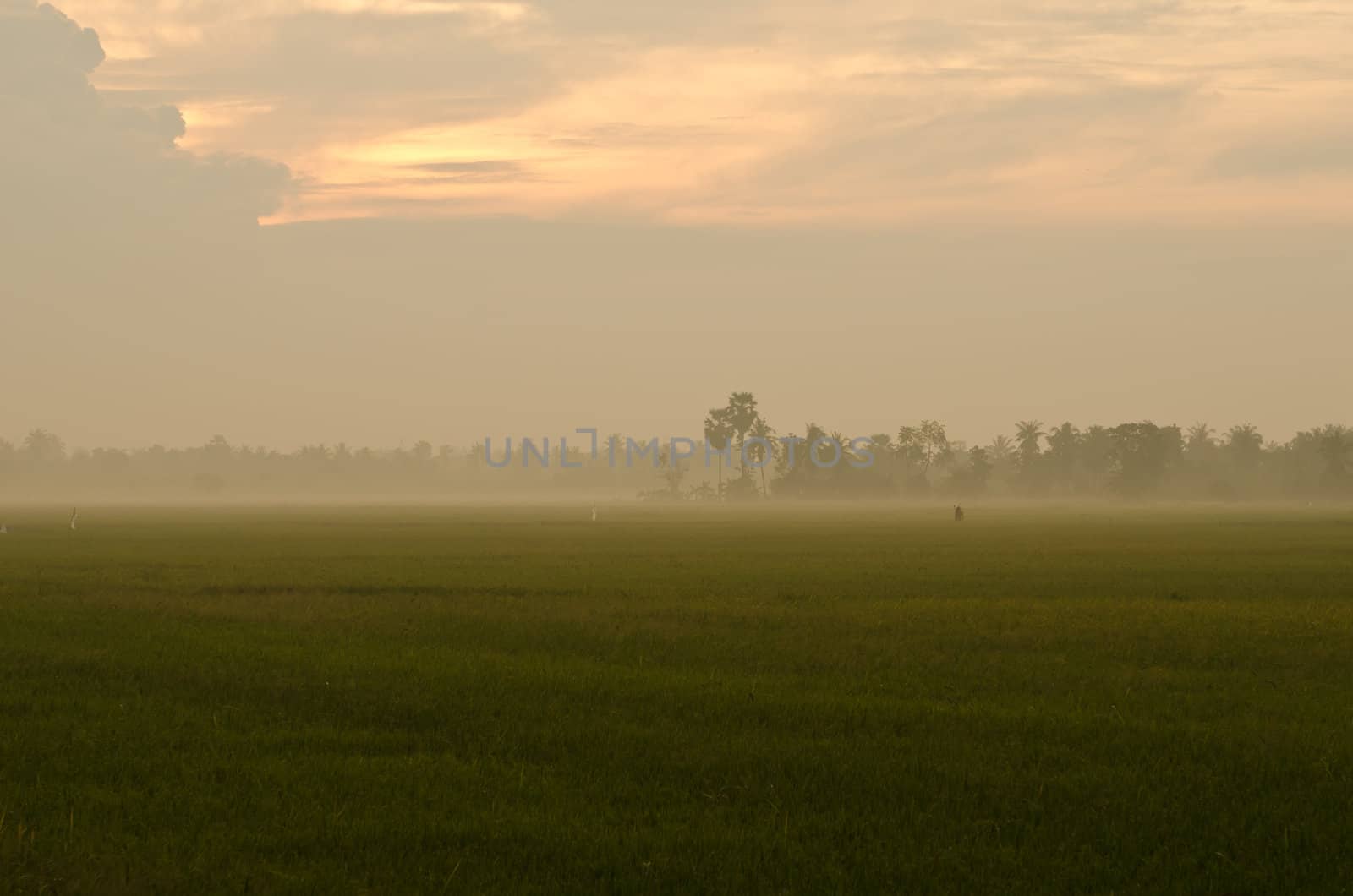 Landscape of Sunset on green rice farm  