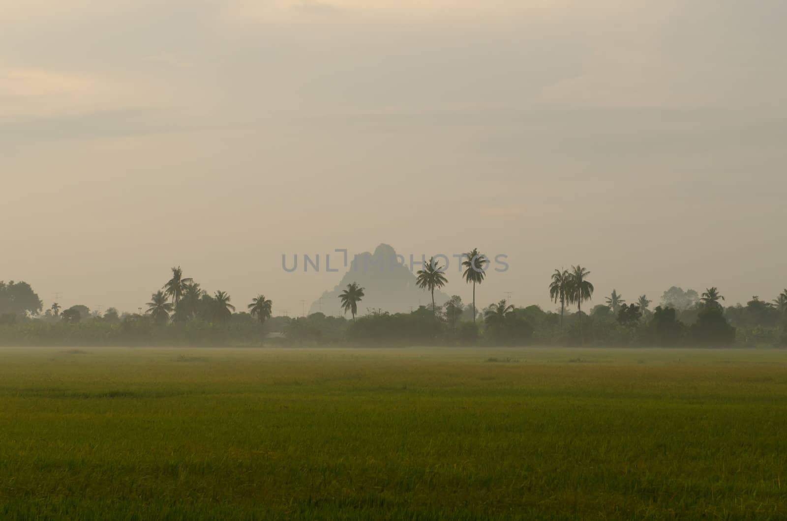 Landscape of Sunset on green rice farm  