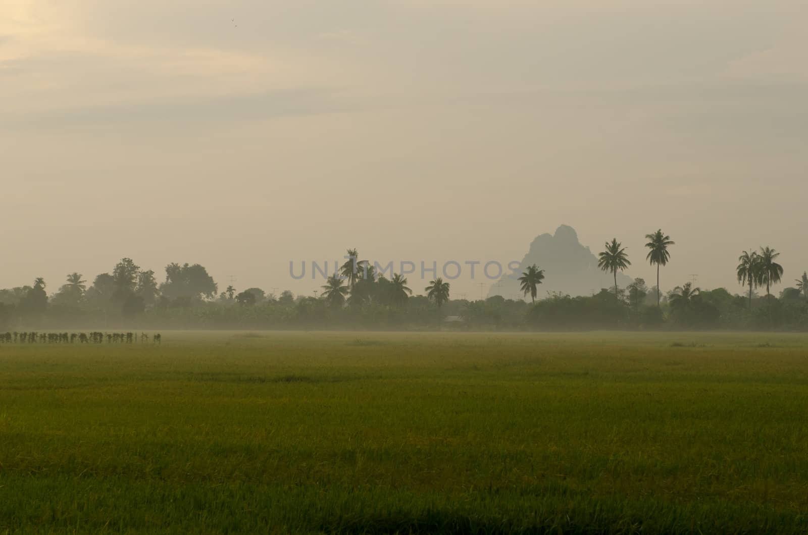 Landscape of Sunset on green rice farm  