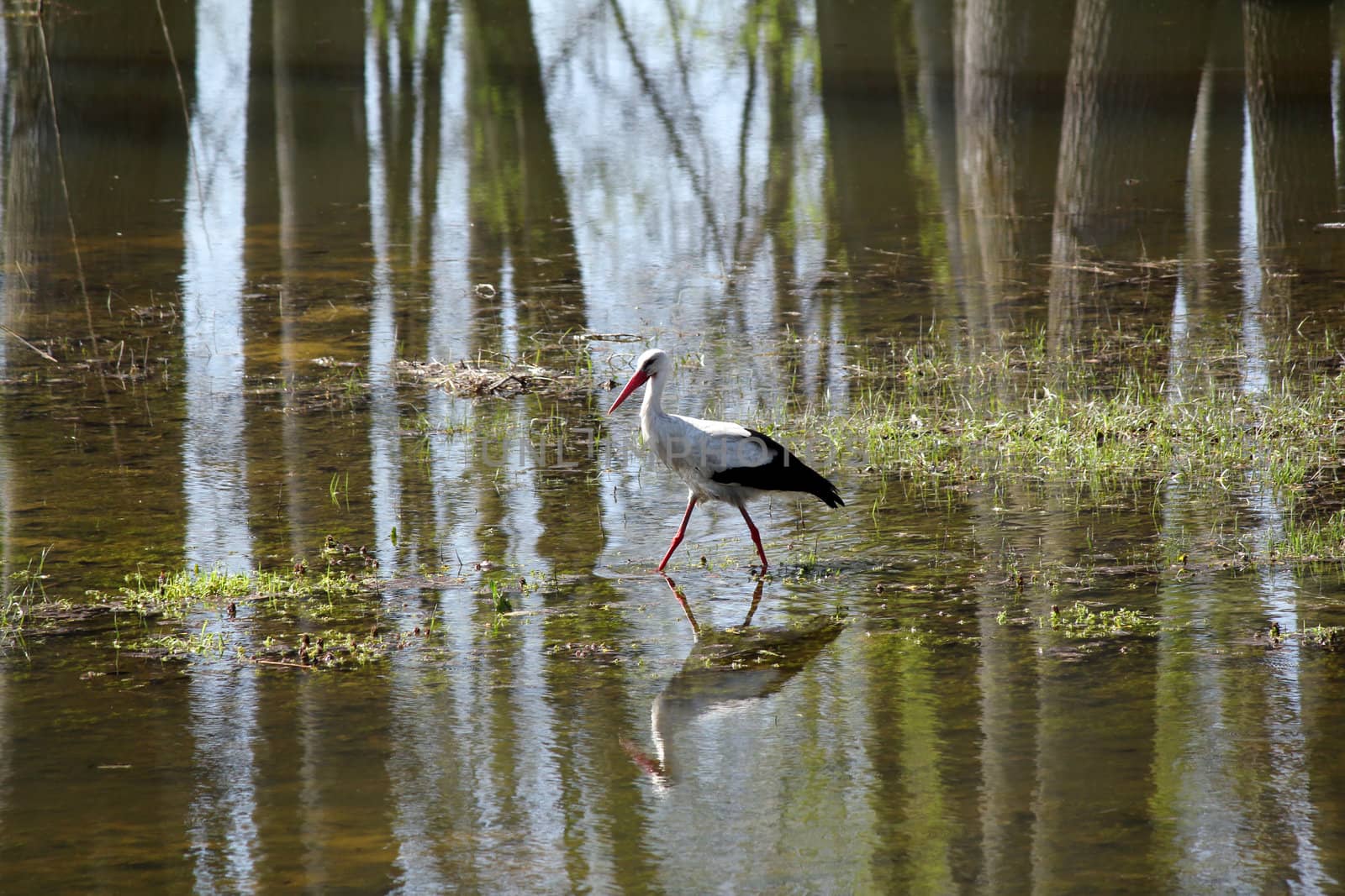 white stork walking on the swamp
