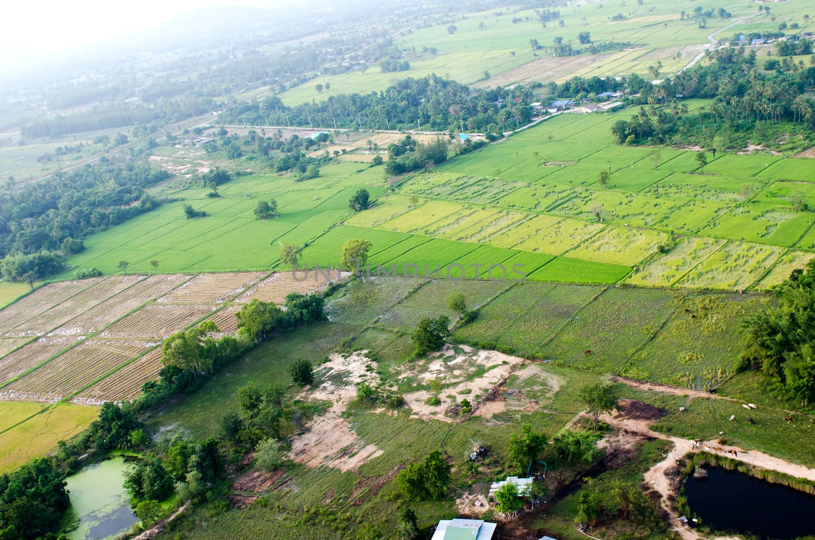Landscape of rice farm in Thailand in bird eye view