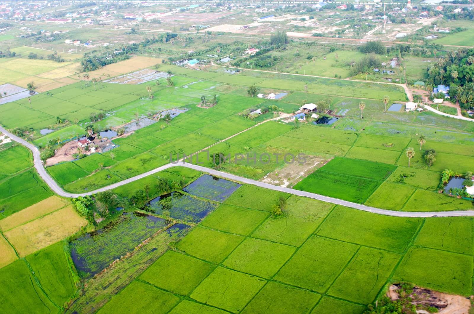 Landscape of rice farm in Thailand in bird eye view