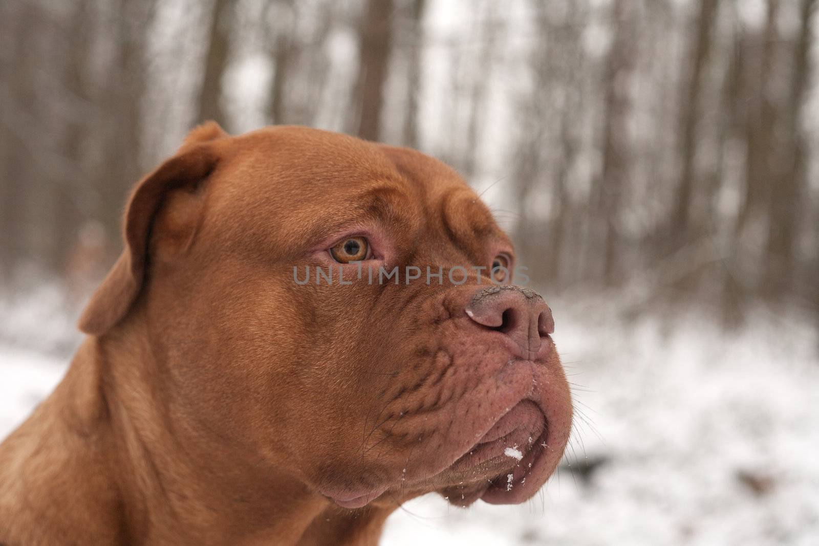 Dog portrait in the snow by DNFStyle