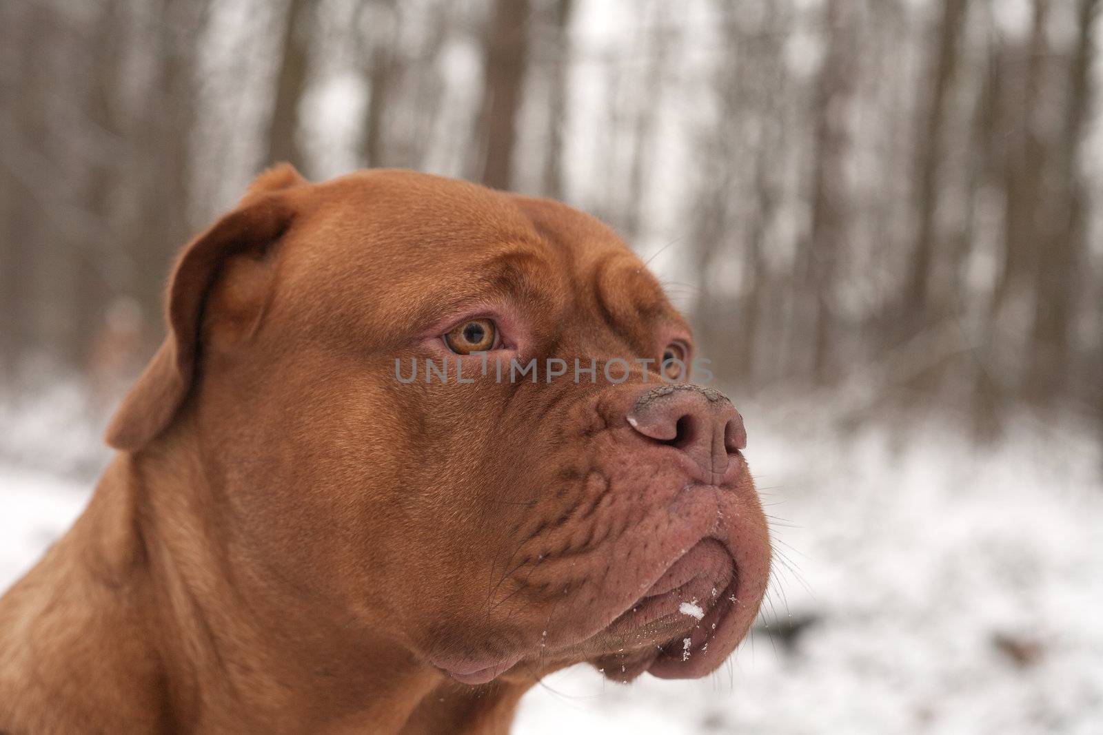 Dog portrait in the cold winter snow in a park