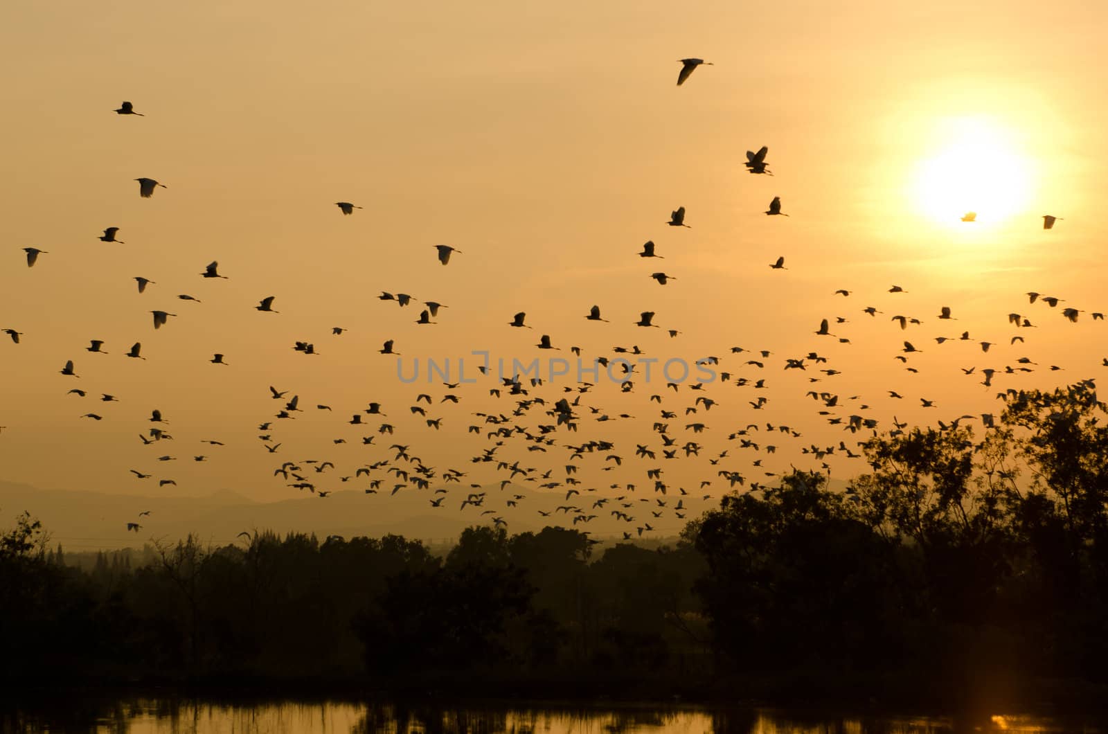sunset and birds in the sky