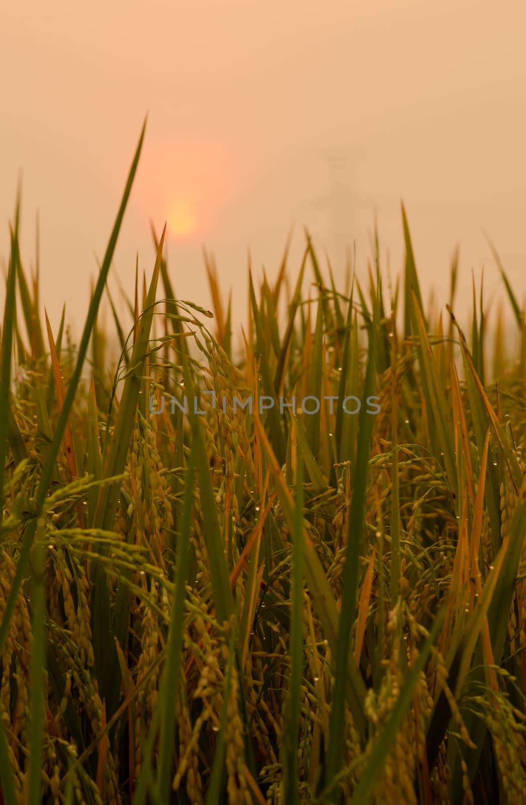 Sunrise on green rice farm  