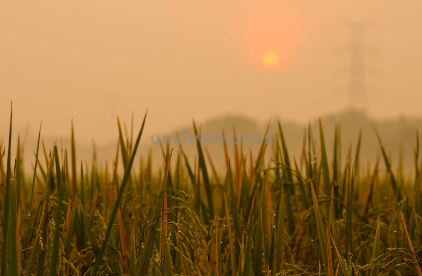 Sunrise on green rice farm  
