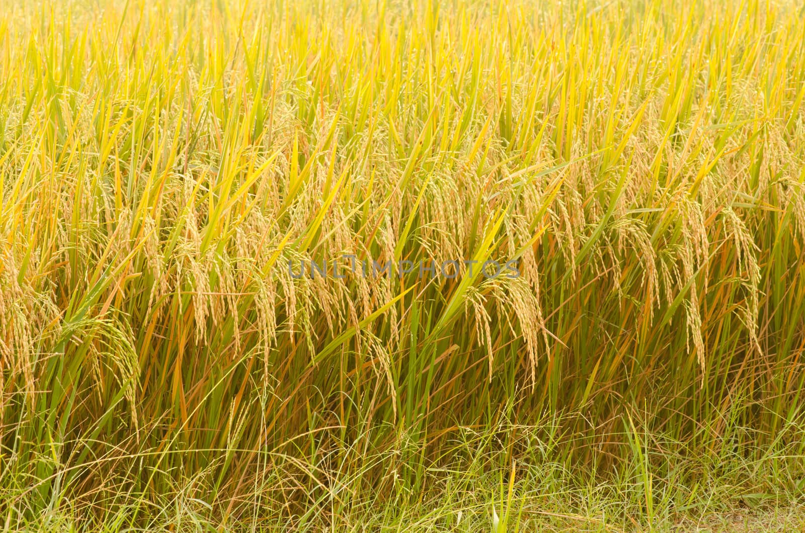 background of green rice farm  