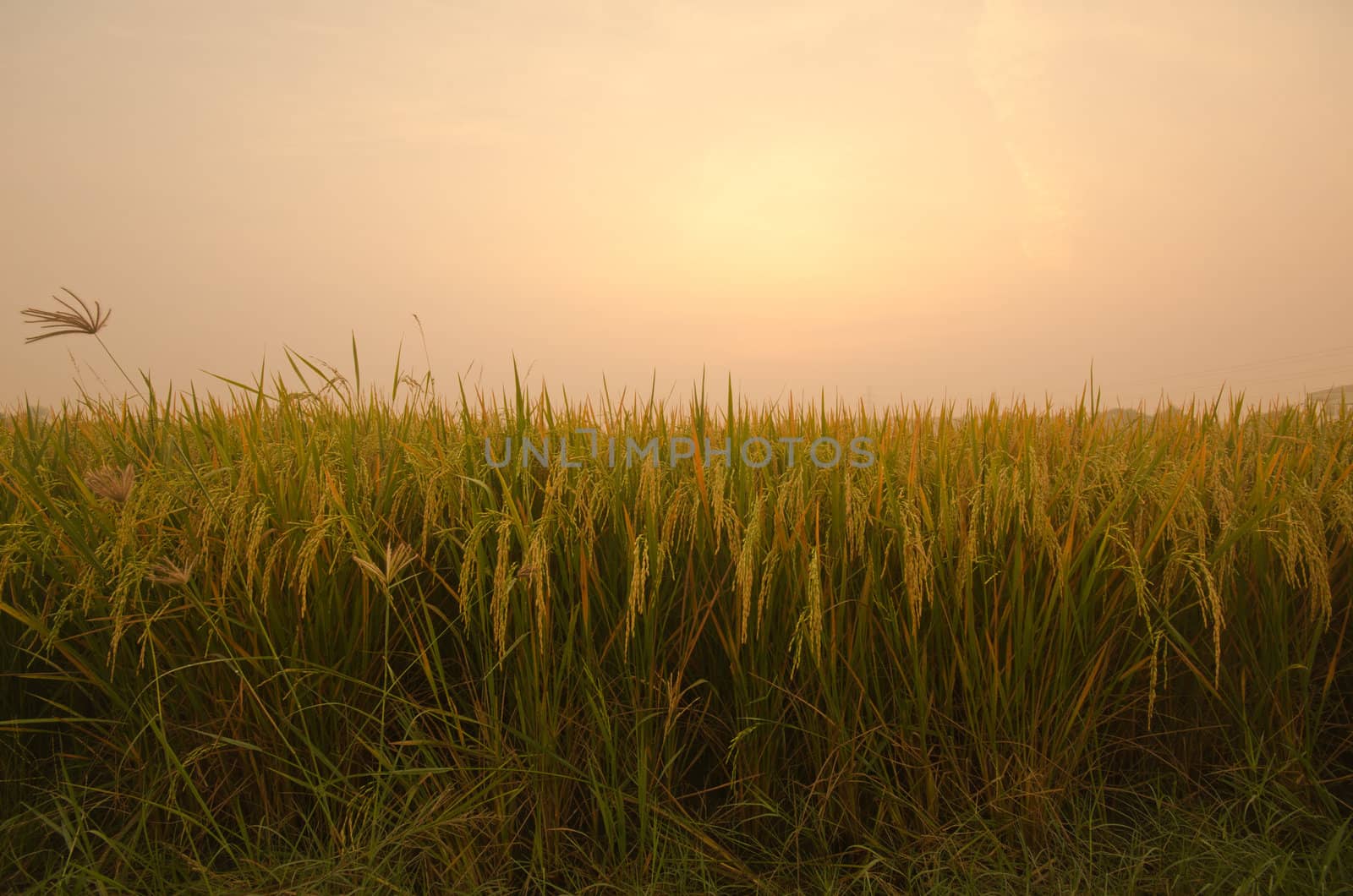 Sunrise on green rice farm  