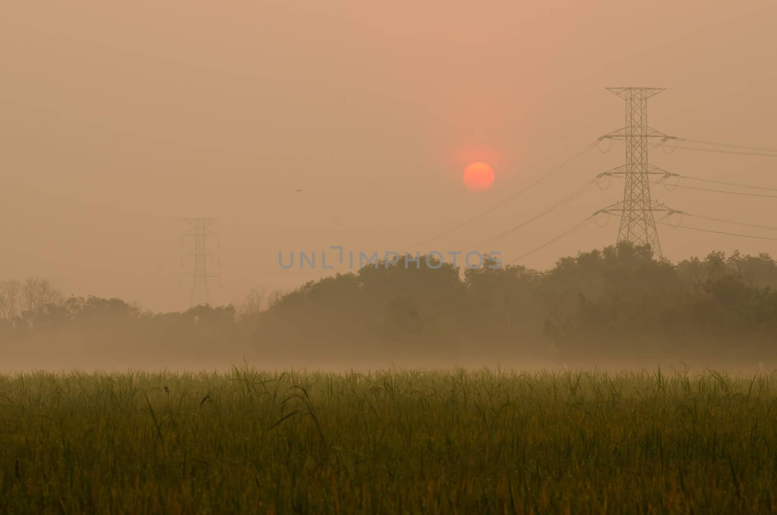 Sunrise on green rice farm  
