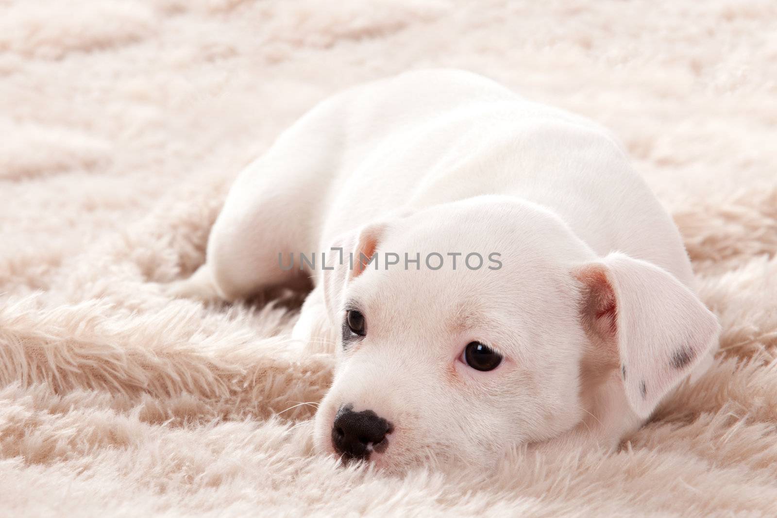 Crossbreed cute puppy in a studio having a great time
