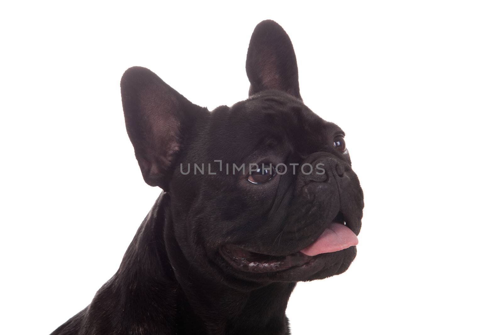 Happy black dog by DNFStyle