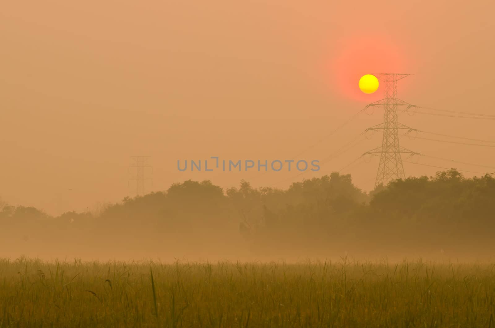 Sunrise on green rice farm  