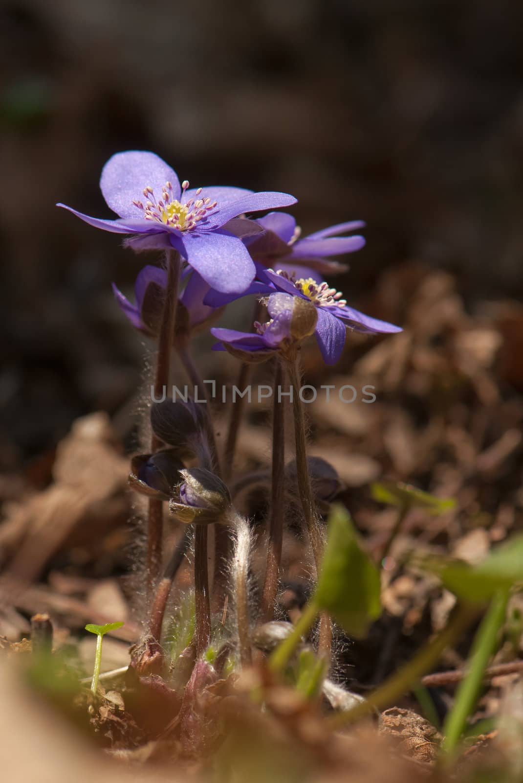 Hepatica