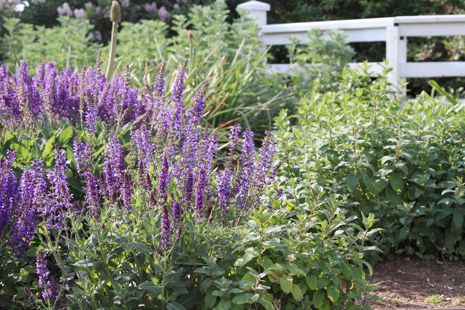 Beautiful salvia growing in a cottage garden.