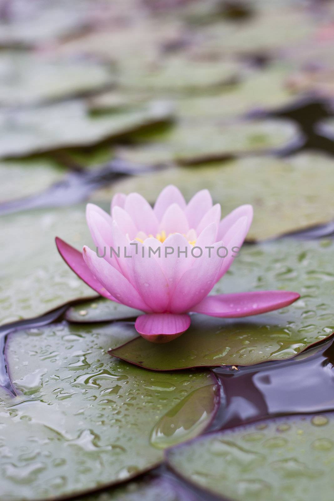 Lotus in a pond with water drops