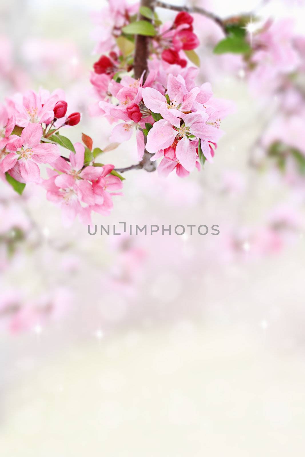 Spring Tree Blossoms by StephanieFrey