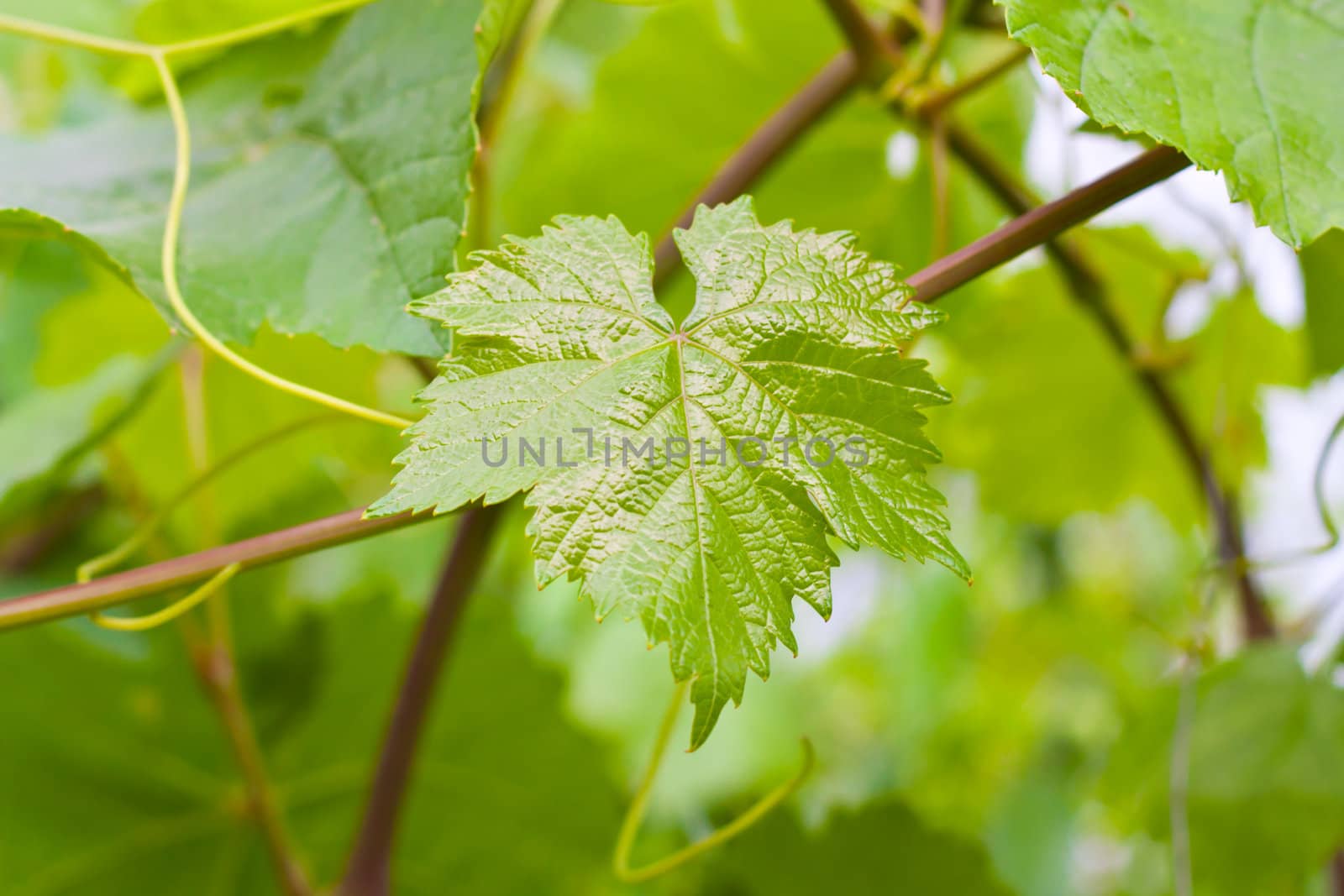 grape leaf