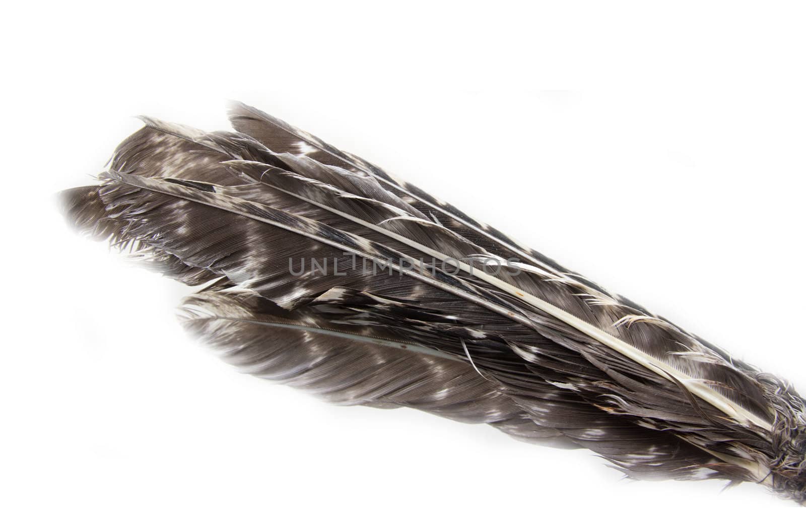 feathers on a white background by schankz