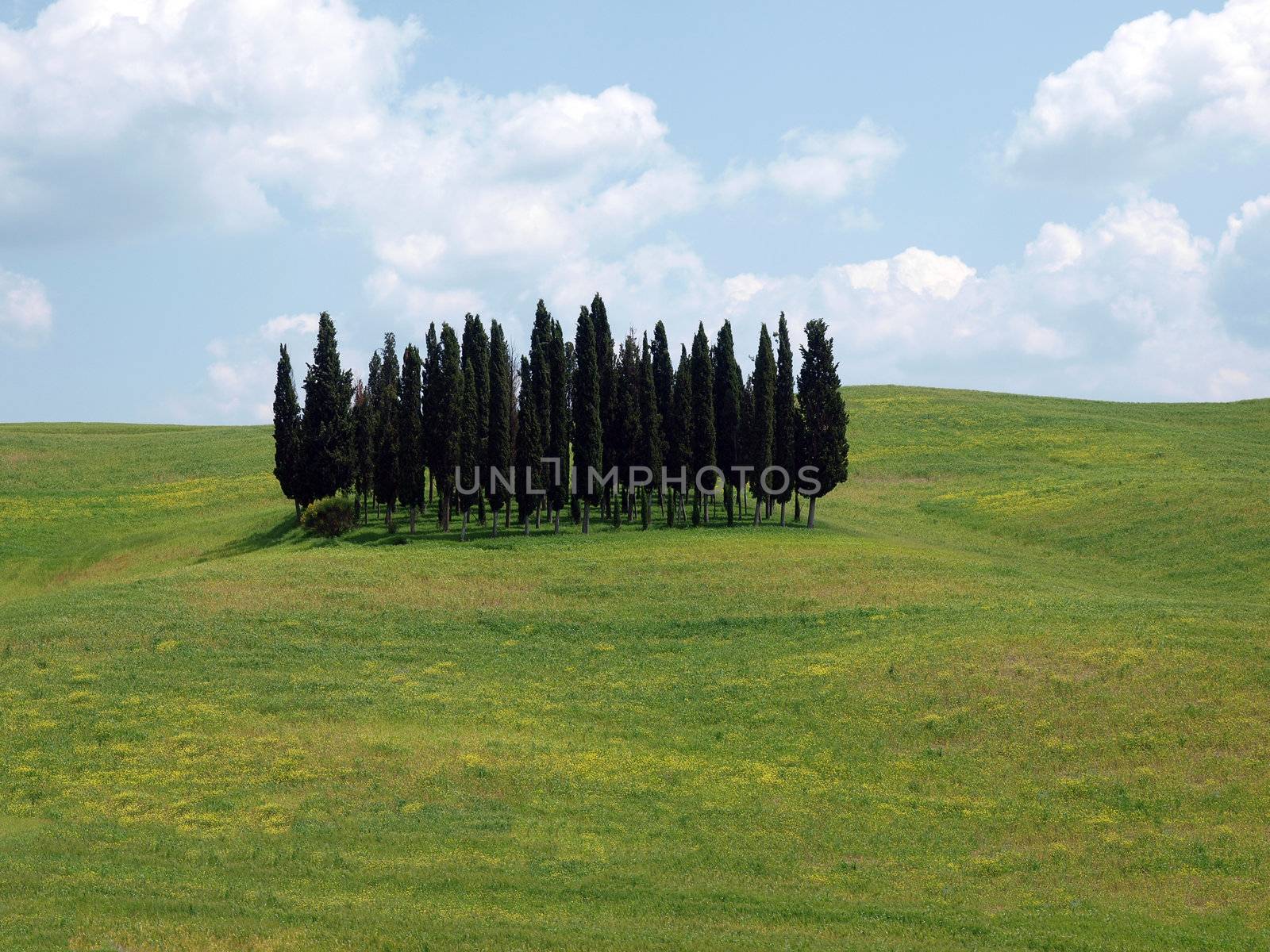 The landscape of the Val d’Orcia. Tuscany.