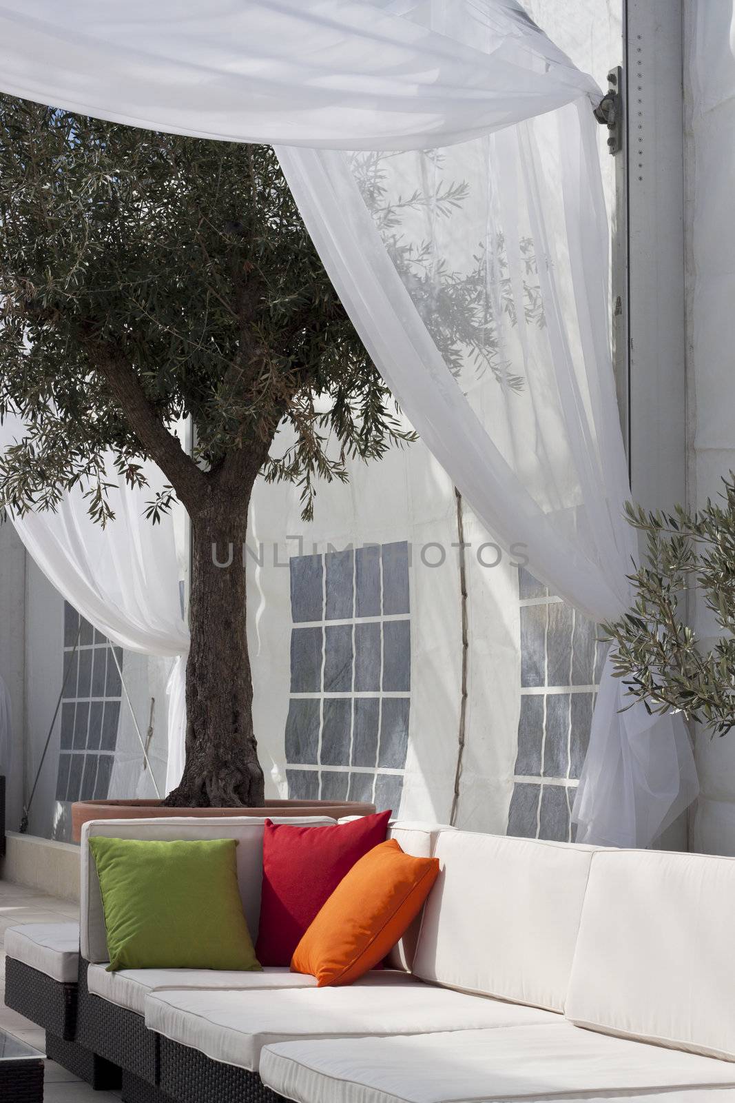 Rattan sofa in a lounge with a giant olive tree in a ceramic pot