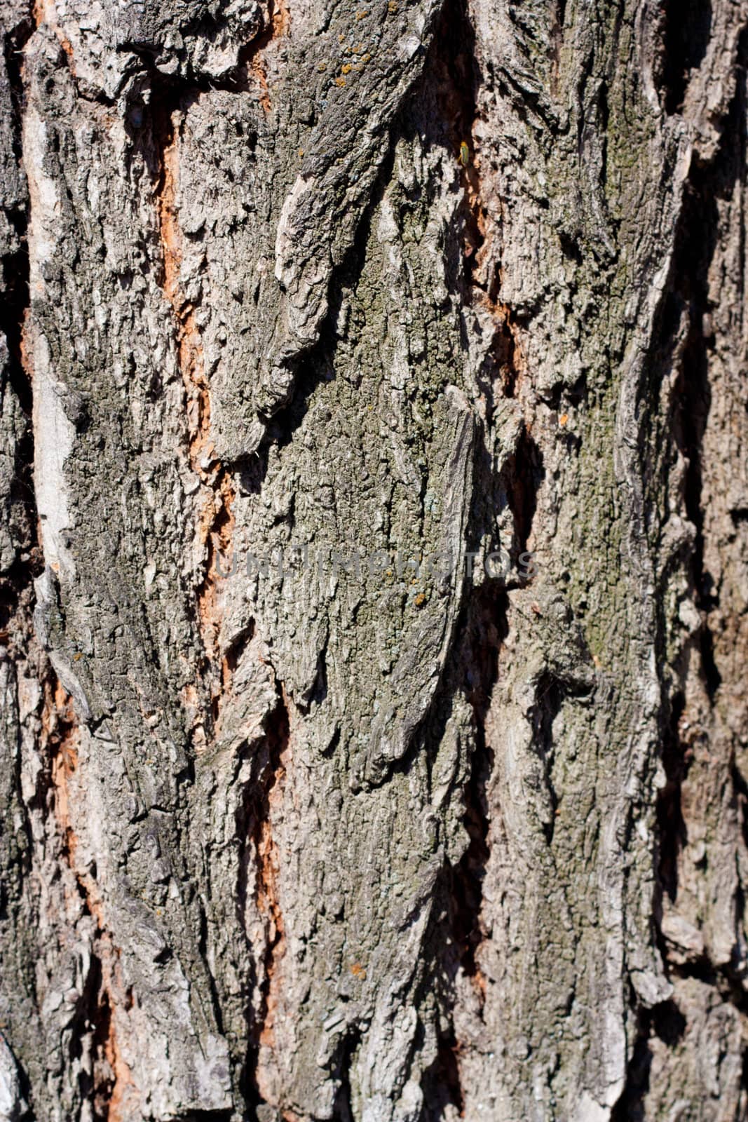 tree bark in the background