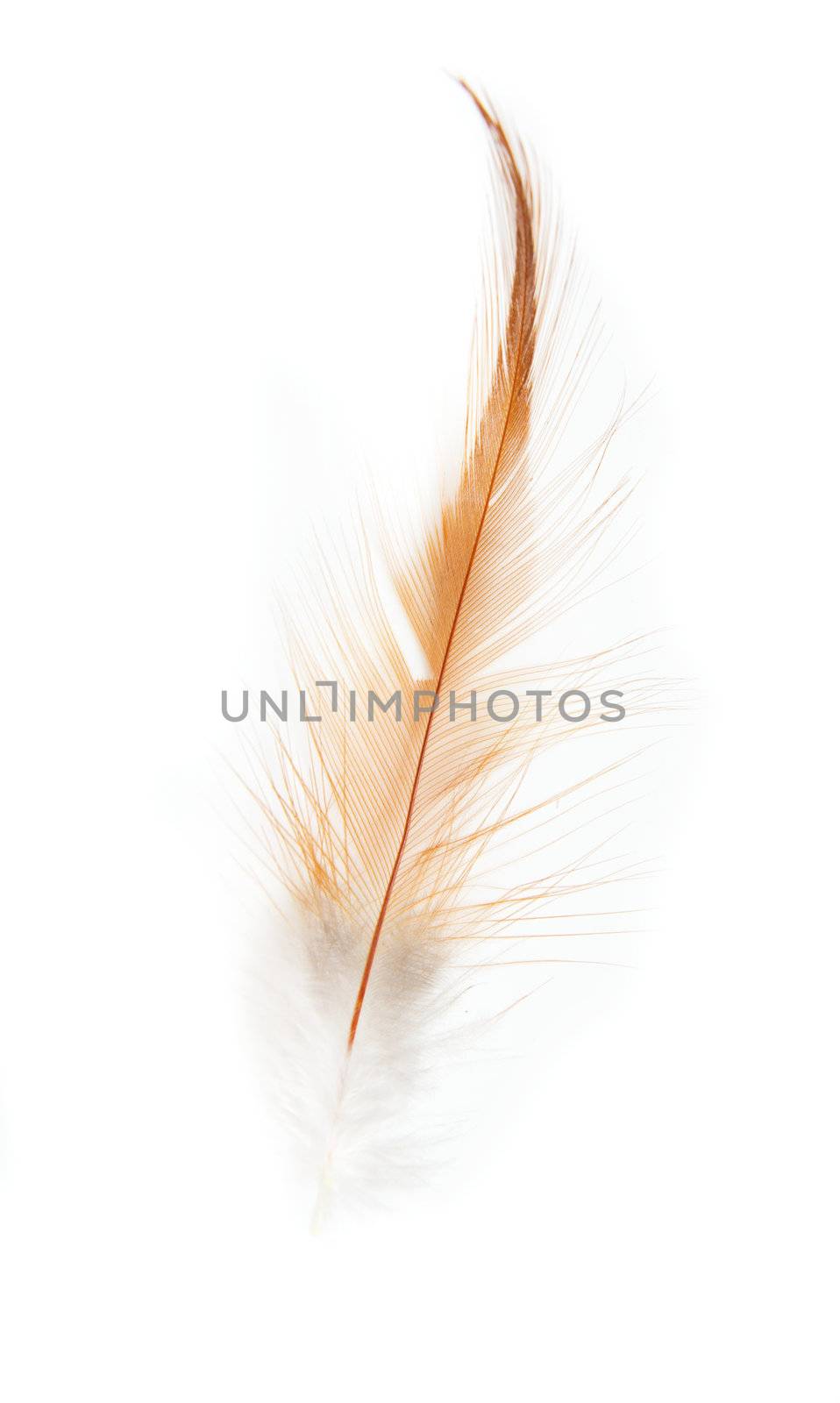 orange feathers on a white background by schankz