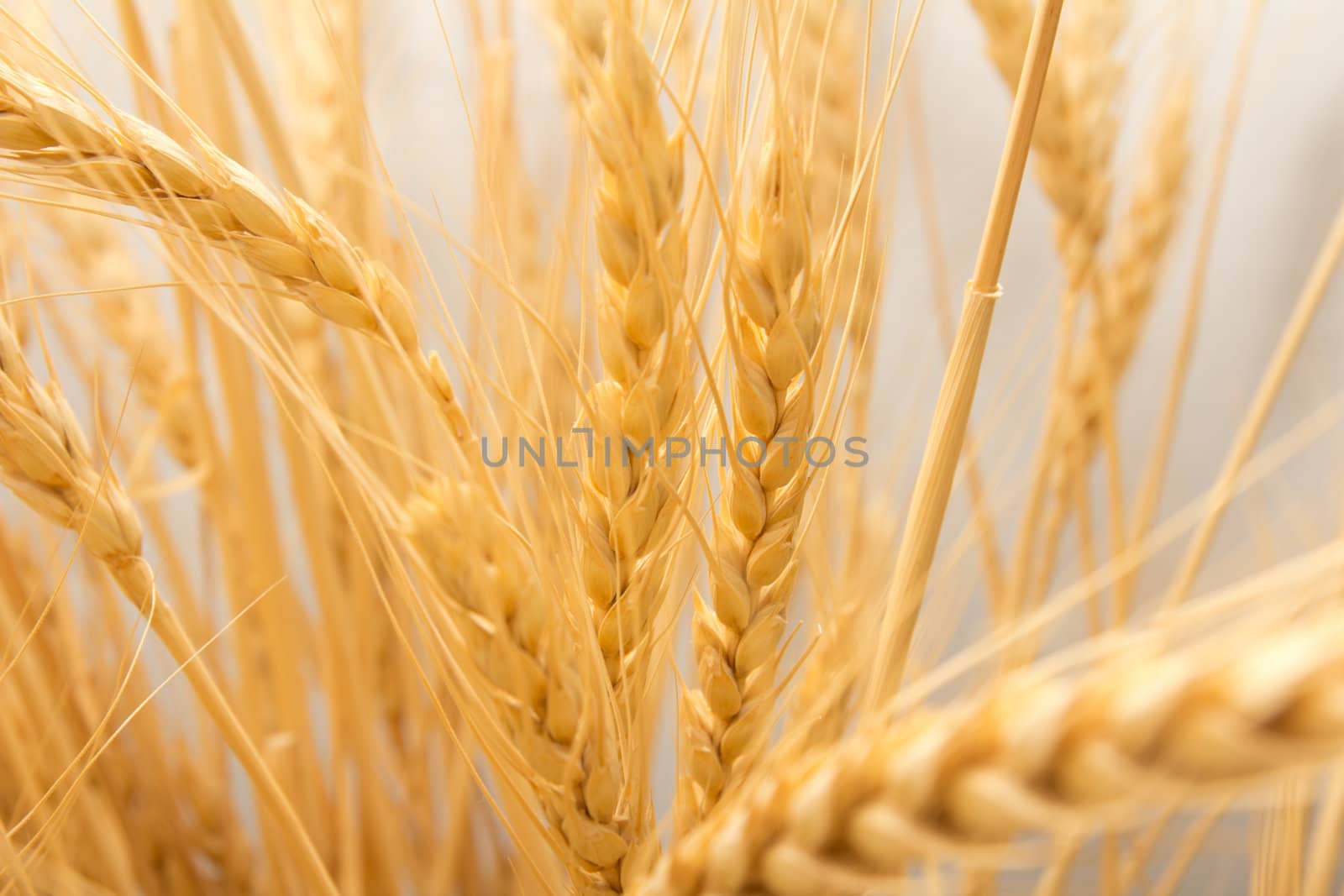 wheat as the background