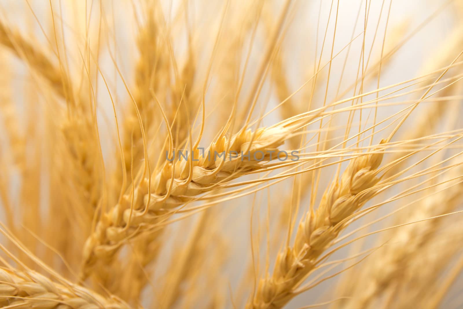 wheat as the background by schankz