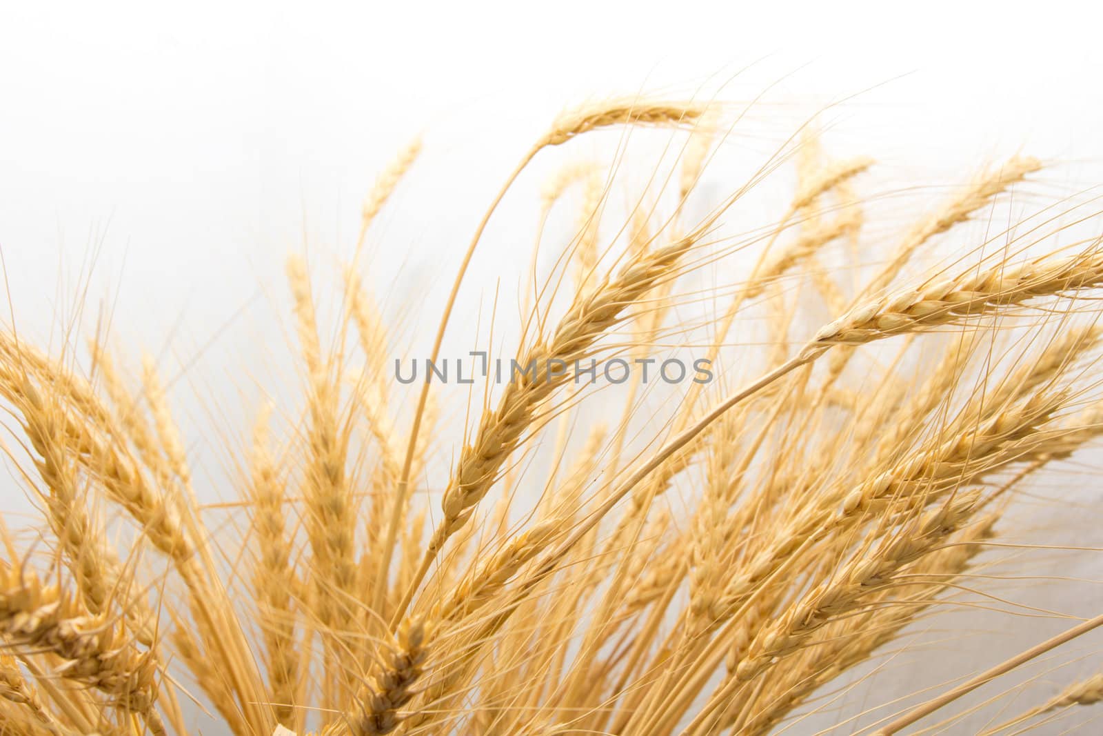 wheat as the background by schankz