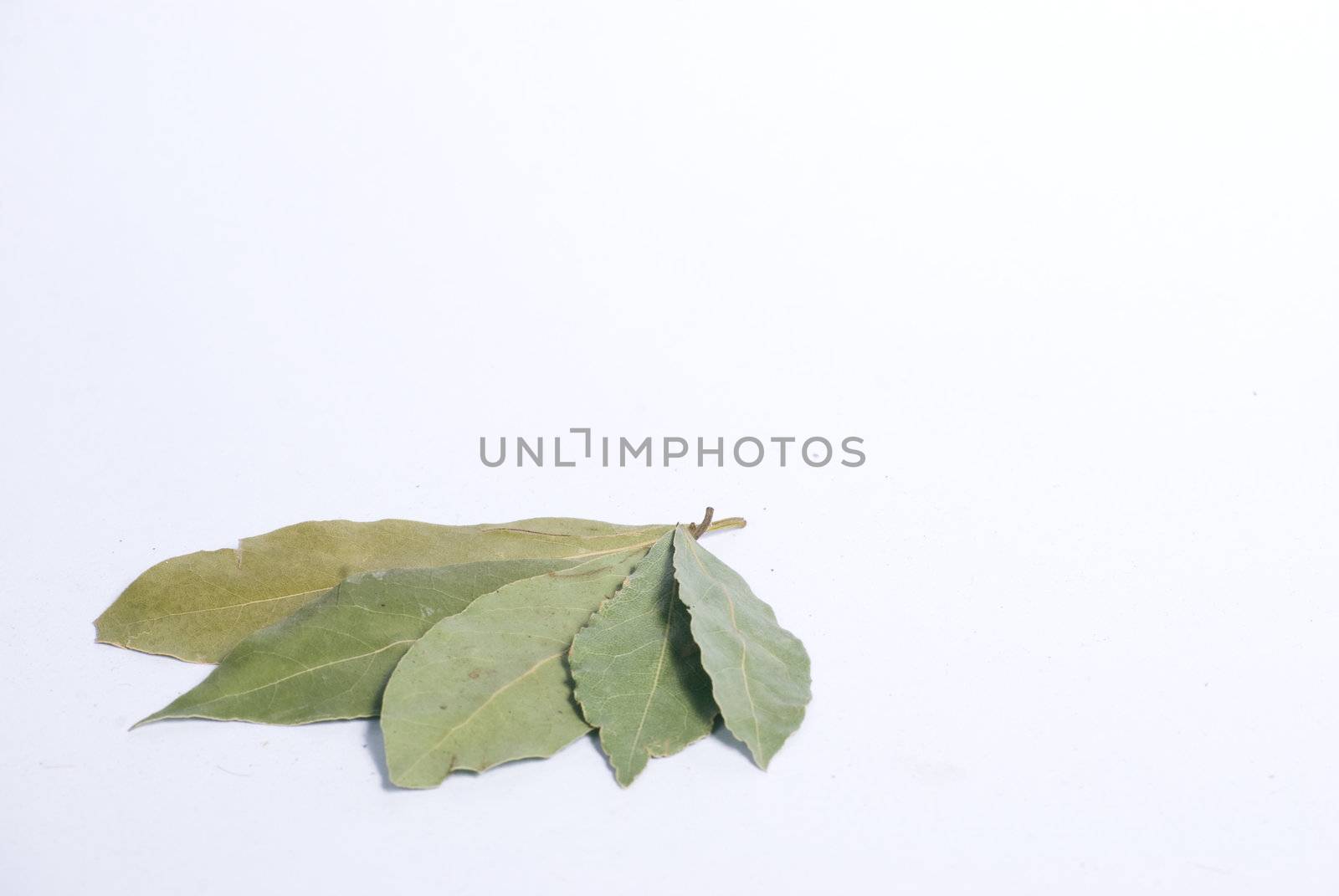 bay leaf