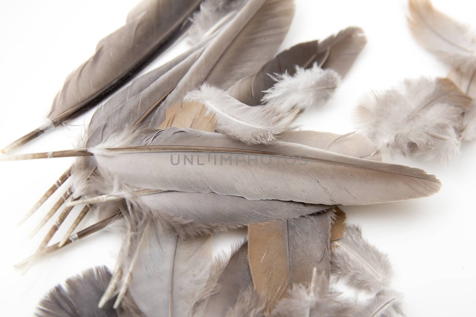 bird feathers on a white background by schankz