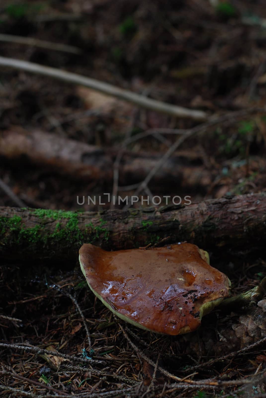 mushroom