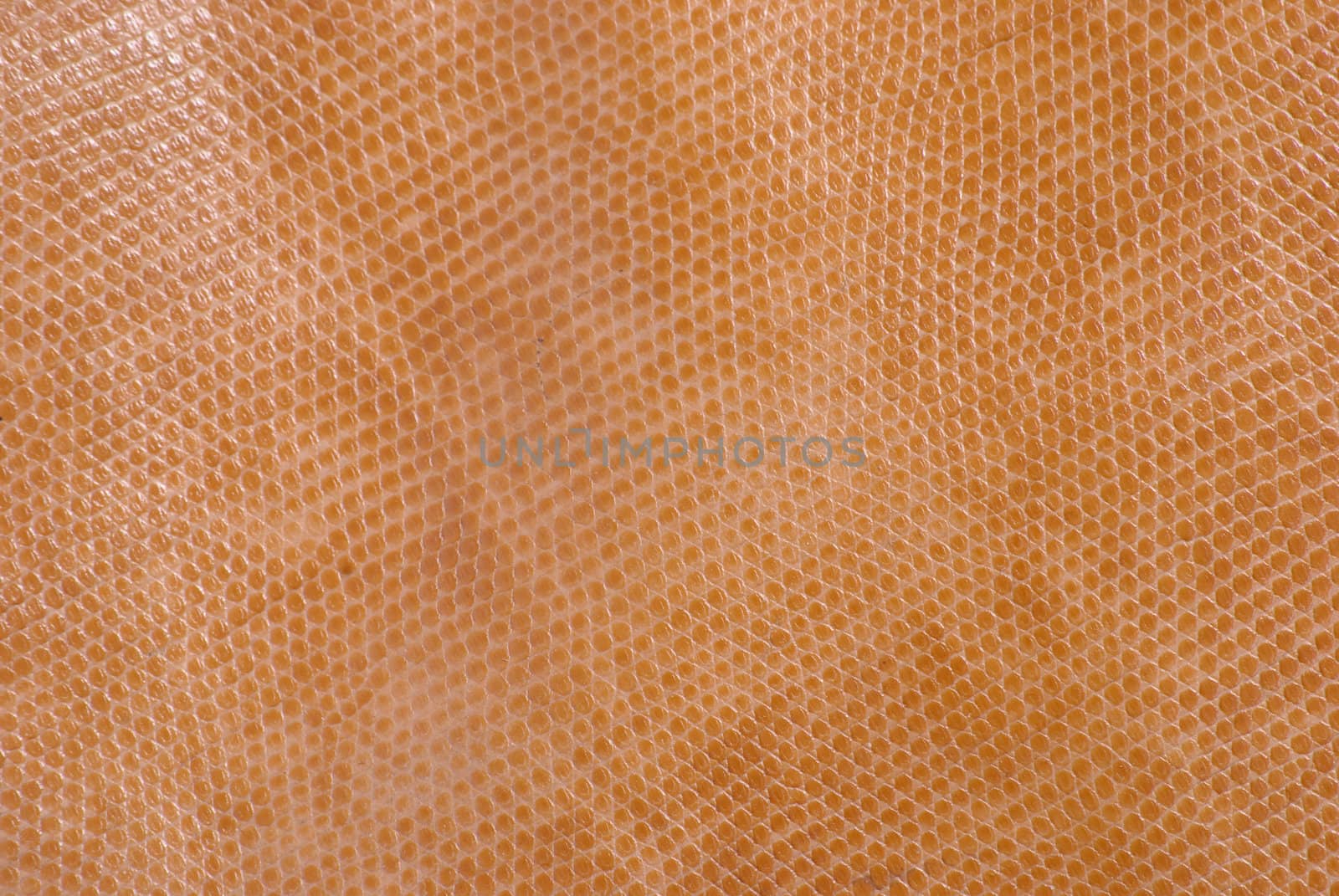 snake leather