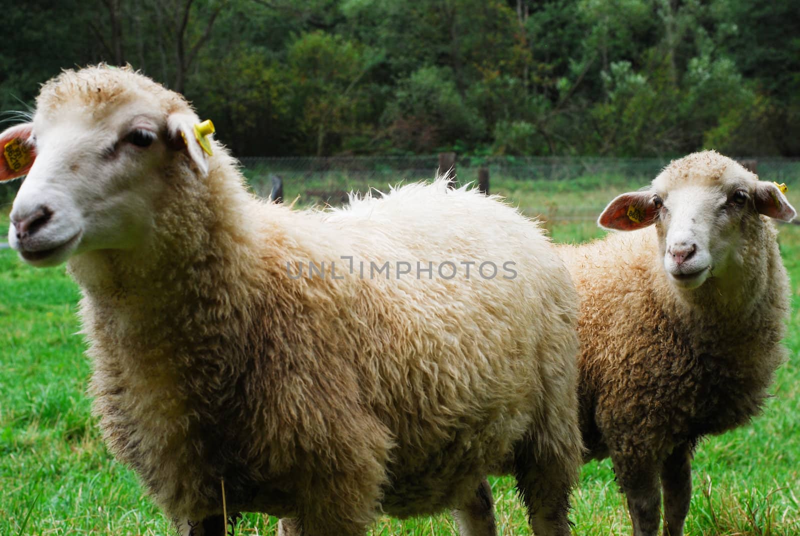 sheeps