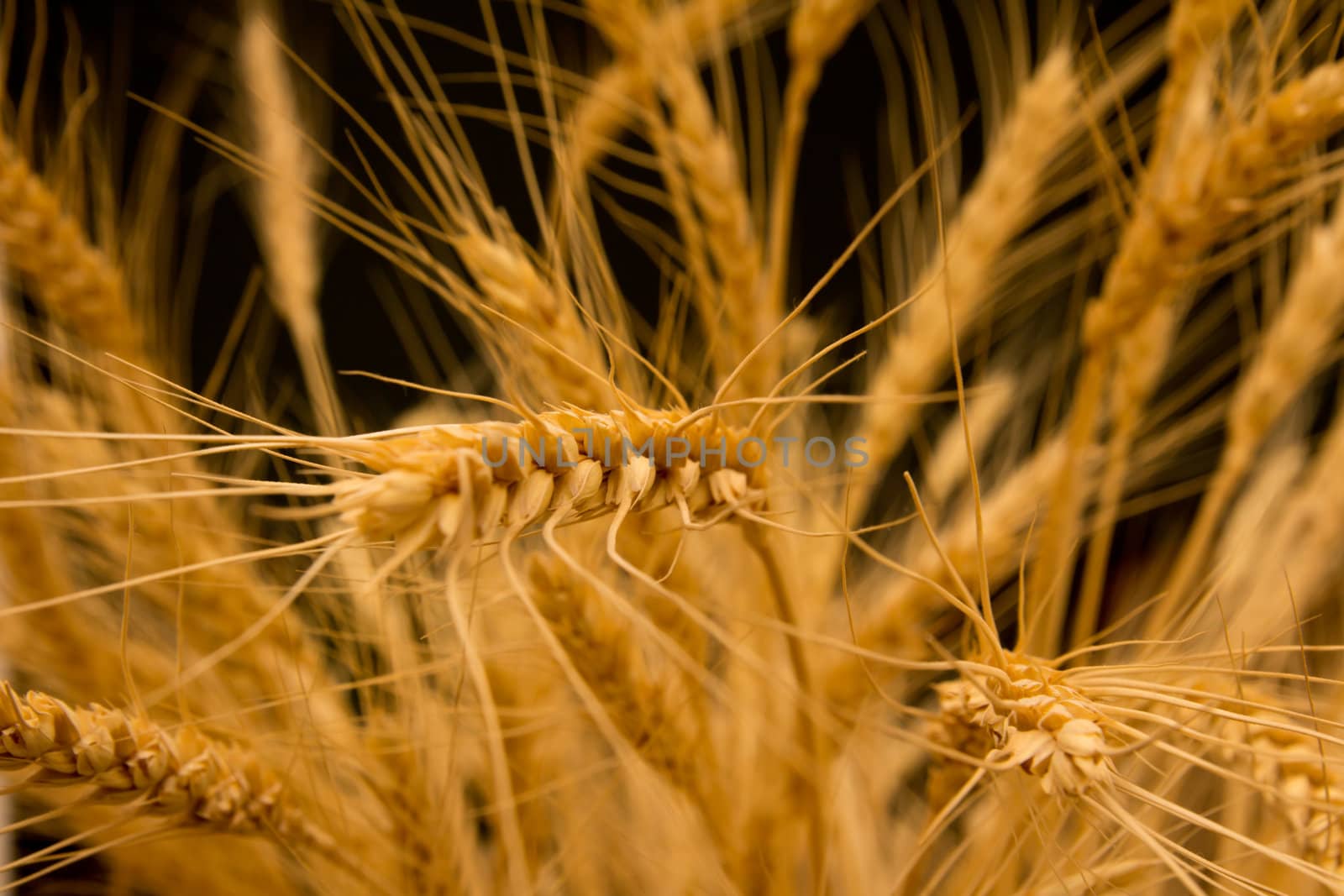 ears of ripe wheat on a black background 