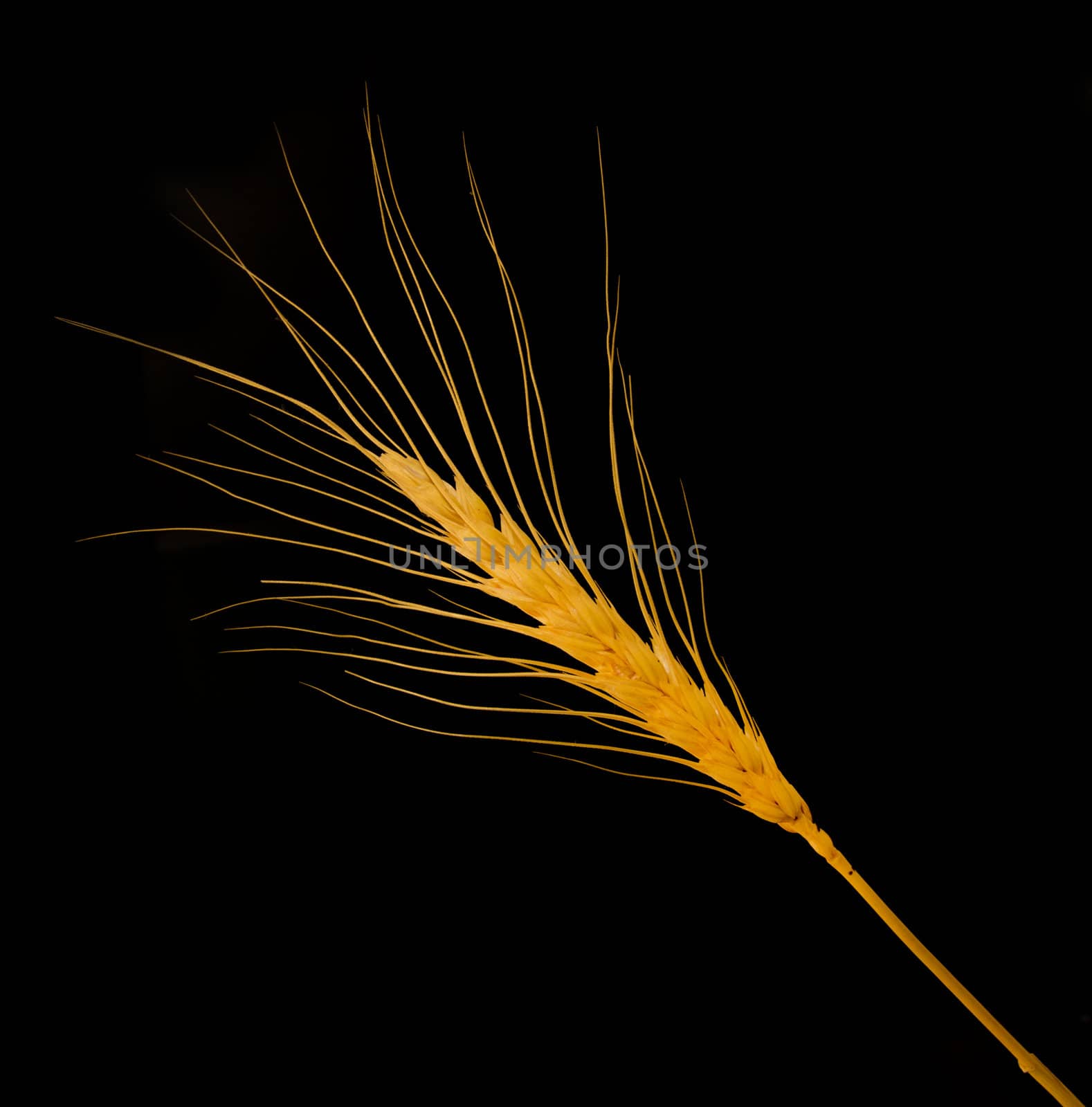 wheat isolated on black background 