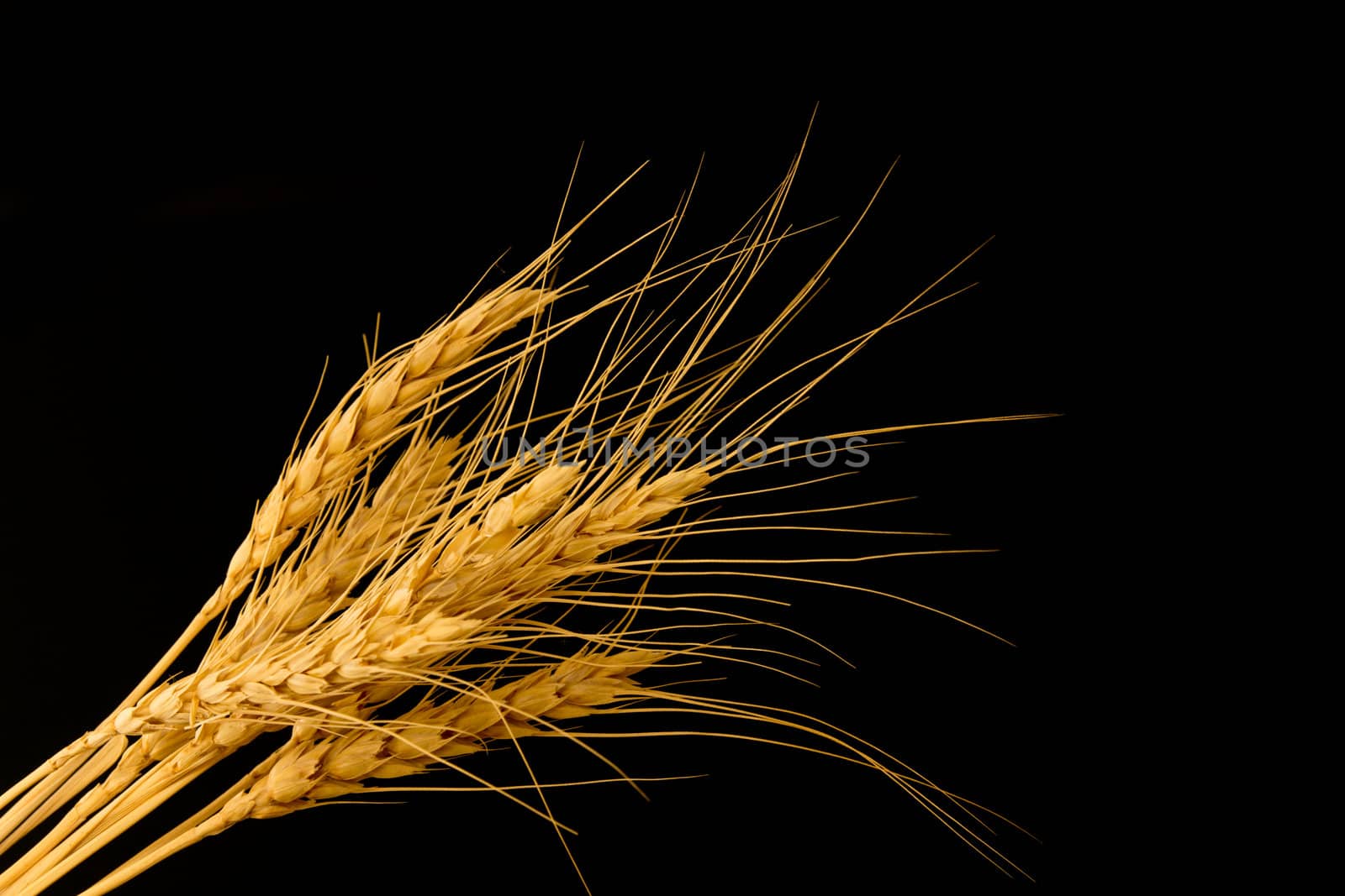 wheat on a black background by schankz